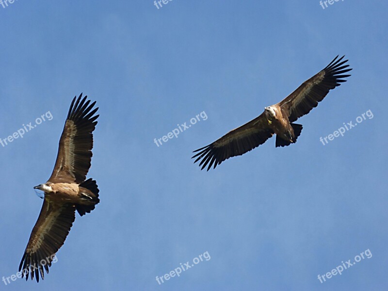 Vultures Make The Nest Fly Sky Priorat