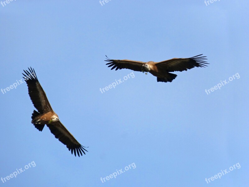 Vultures Fly Make The Nest Pine Branches Priorat