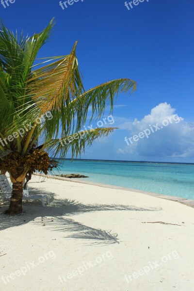 Beach Sea Palm South Sea Summer