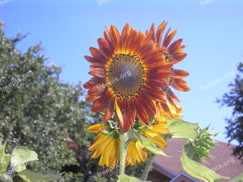 Giant Sunflower Petals Blossom Colorful