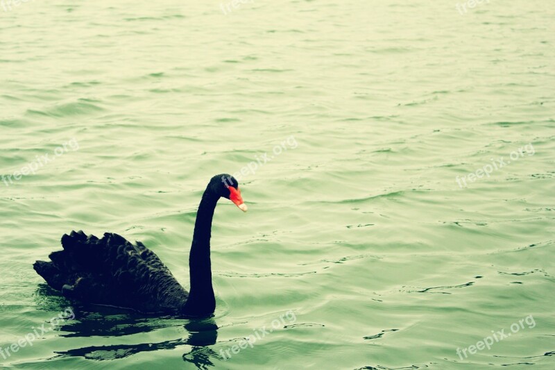 Black Swan Green Water Serenity Temperament Free Photos