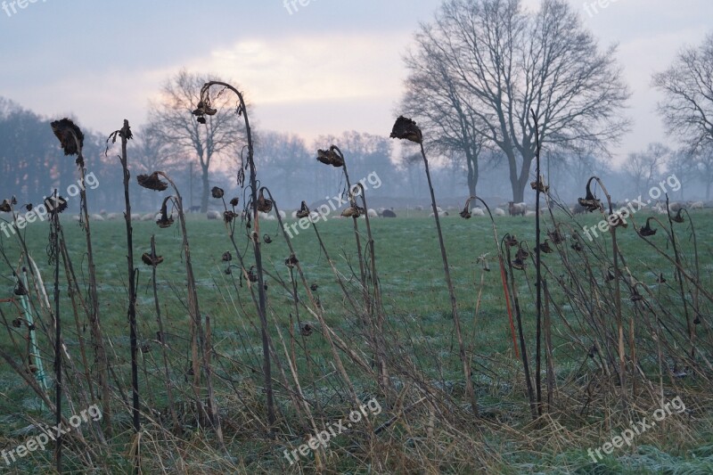 Poppies Dry Meadow Nature Winter