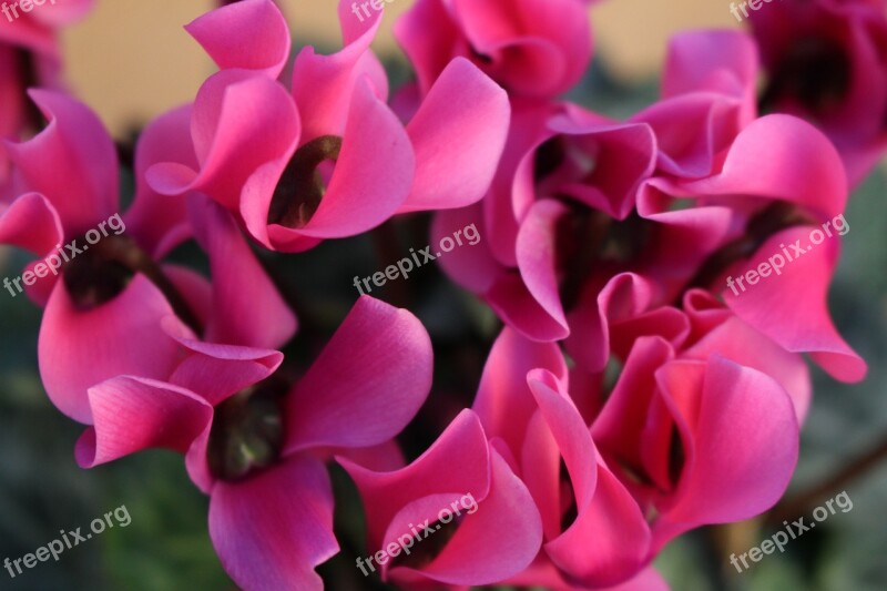 Cyclamen Flowers Pink Flower Color Purple