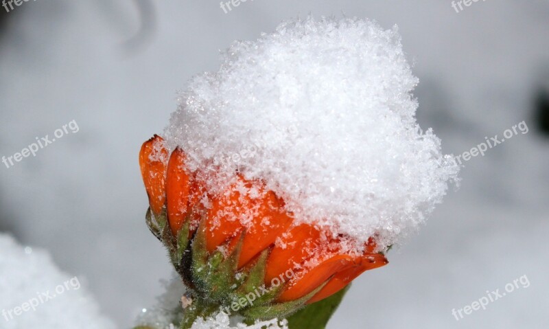 Marigold Calendula Officinalis Flower Garden Gardening Naturopathy