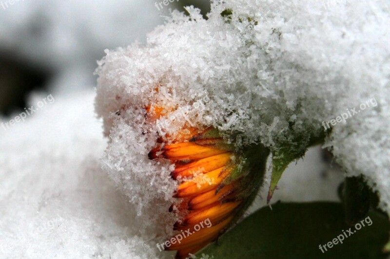 Marigold Calendula Officinalis Flower Garden Gardening Naturopathy