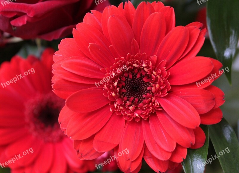 Gerbera Red Flower Blossom Bloom