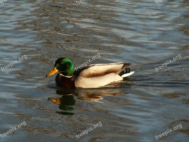 The Wild Duck Bird Water Duck Nature