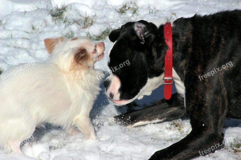 Dogs Boxer Chihuahua Play Romp