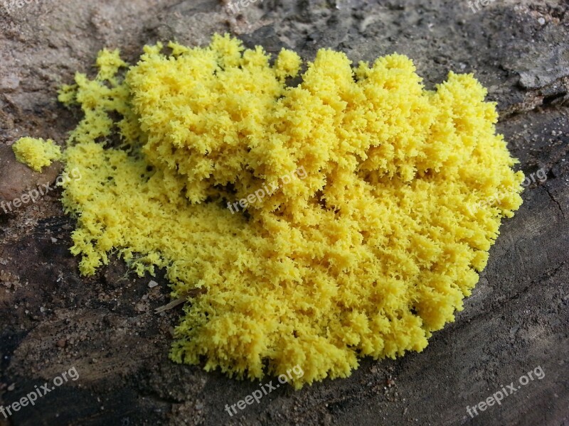 Yellow Mushroom Mos Nature Forest