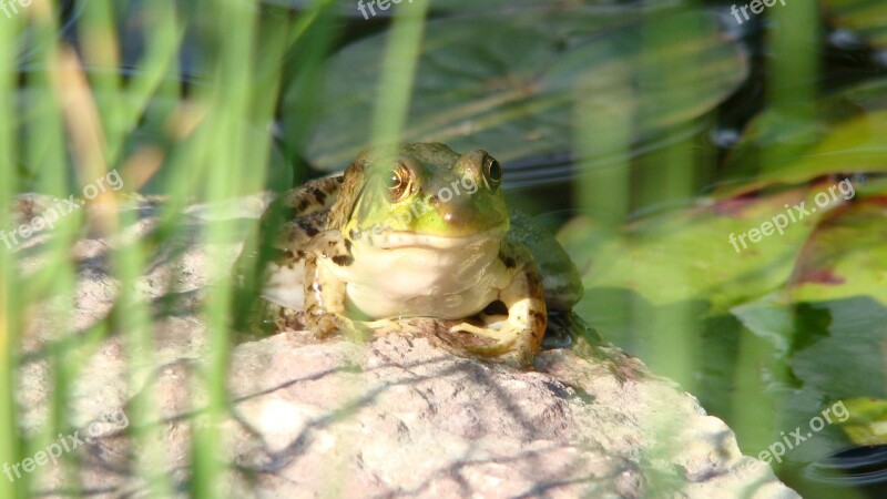 Bullfrog Amphibian Toad Frog Wildlife