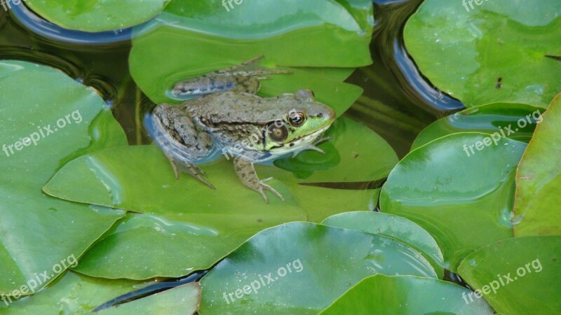 Frog Toad Bullfrog Amphibian Eyes