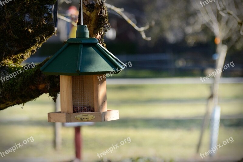 Bird Seed Bird Nature Feed Feeding