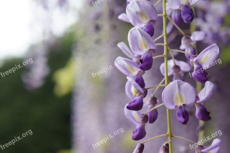 Wisteria Natural Flowers Free Photos