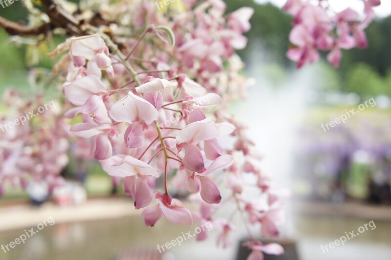 Wisteria Natural Flowers Free Photos