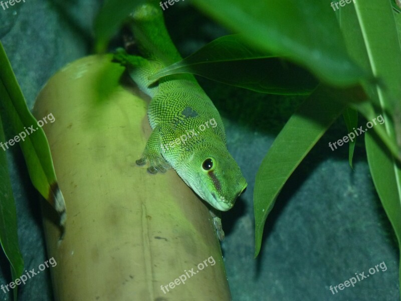 Light Green The Lizard Foliage Free Photos