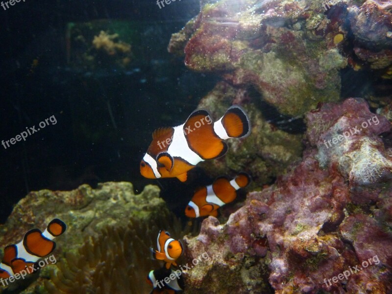 Clownfish Błazenek Nemo Free Photos