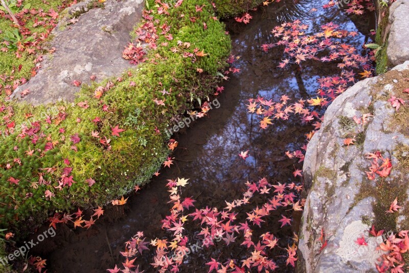 Autumnal Leaves Leaf Moss Maple Water Surface