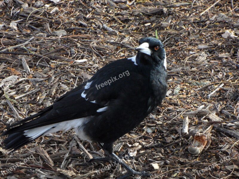 Magpie Bird Wildlife Australia Free Photos