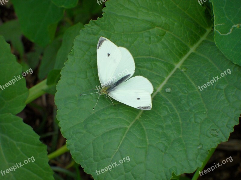 White Butterfly Green Leave Macro Free Photos