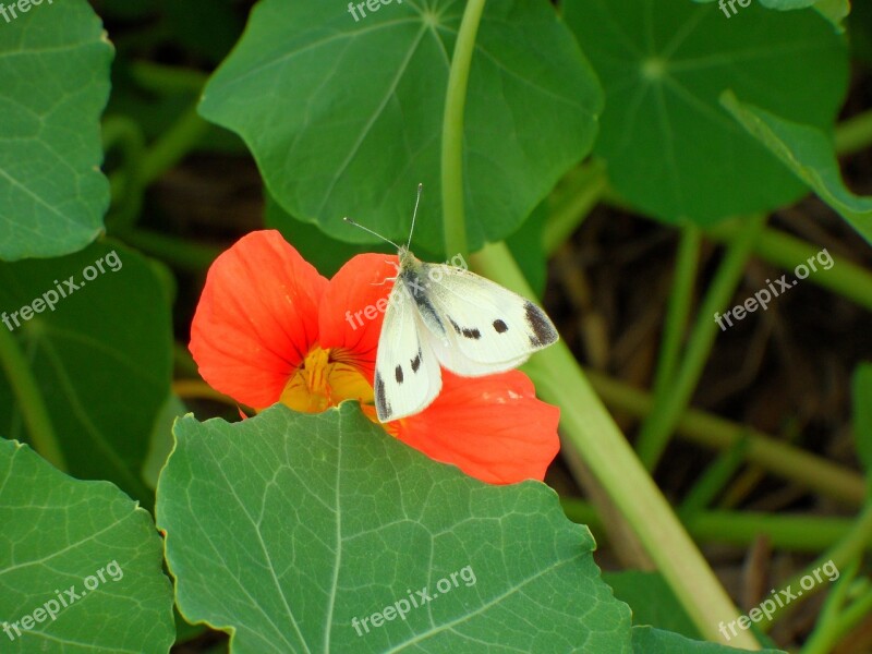 White Butterfly Red Flower Green Leaves Free Photos