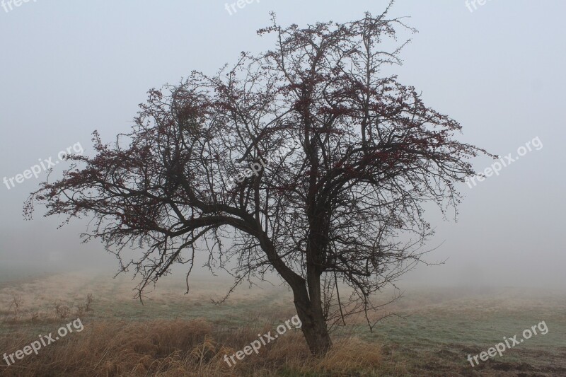 Tree Fog Haze Mysterious Colourless