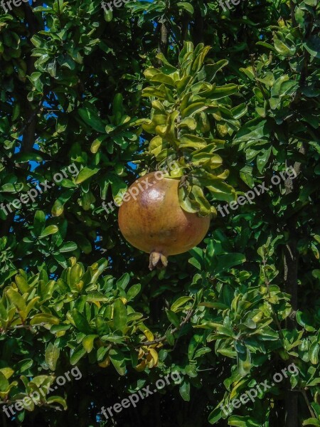 Pomegranate Garden Fruit Nature Free Photos