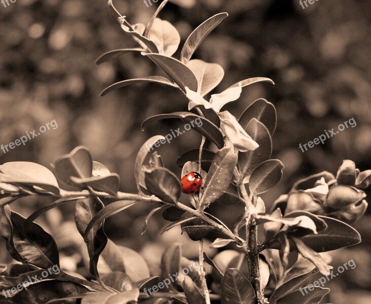 Ladybug Insect Lucky Ladybug Nature Spring