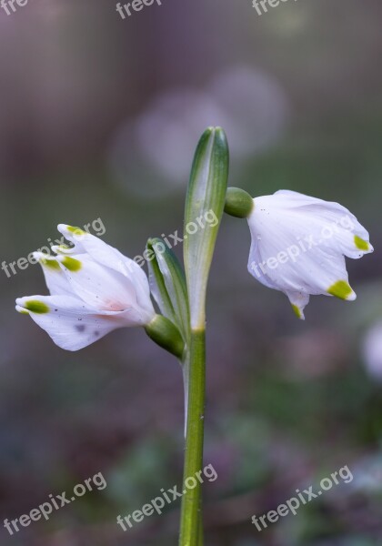 Lily Of The Valley Spring Signs Of Spring Bell Close Up