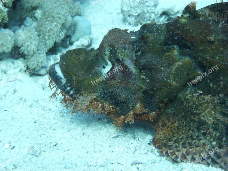 Stone Fish Red Sea Meeresbewohner Free Photos