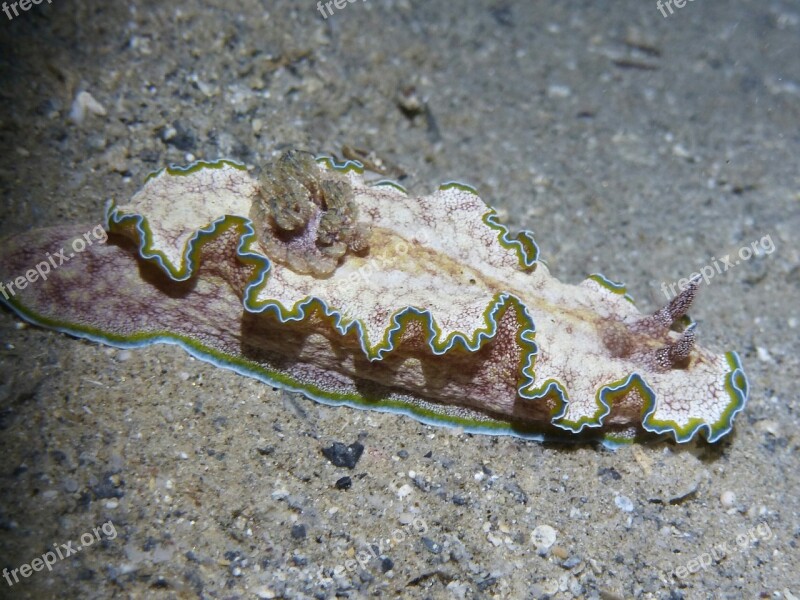 Snail Underwater Meeresbewohner Slug Free Photos