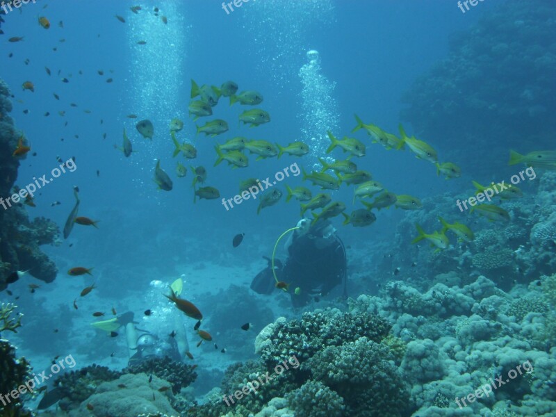 Divers Reef Diving Coral Free Photos