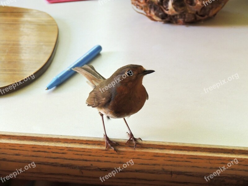 Robin Red Red Breast Breasted English