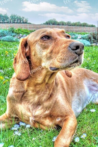 Dog Labrador Hdr Free Photos