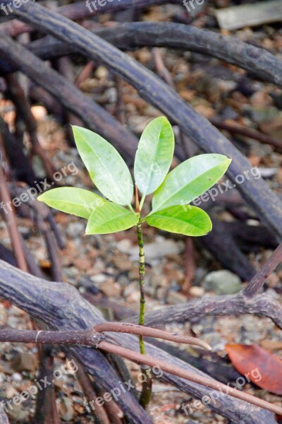 Mangroves Plant Nature Tree Forest