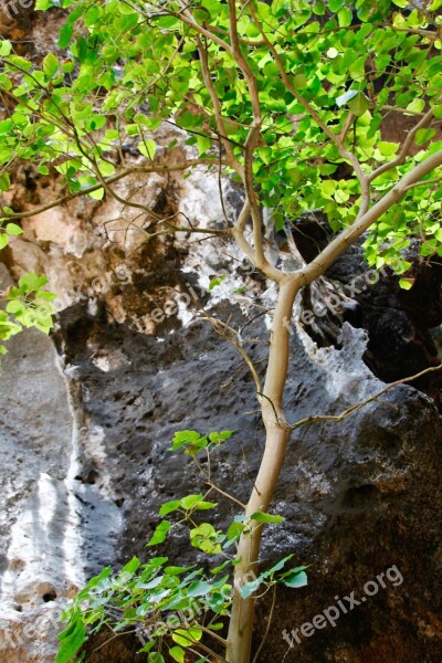 Log Plant Nature Tree Forest