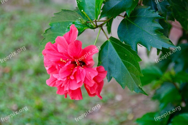 Flower Blossom Bloom Spring Plant