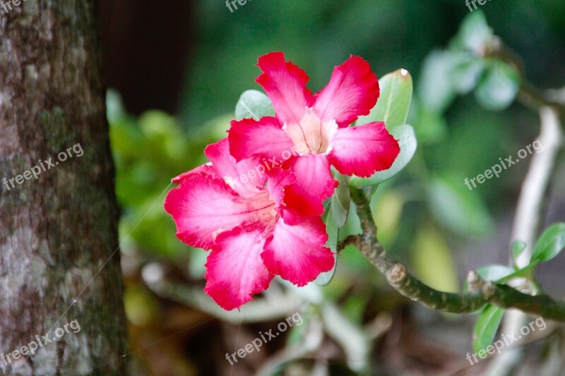 Flower Blossom Bloom Spring Plant