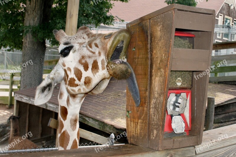 Giraffe Lick Tongue Animal Nature