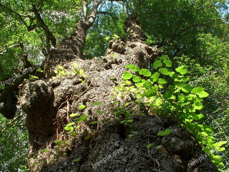 Tree Trunk The Bark Nature Konary