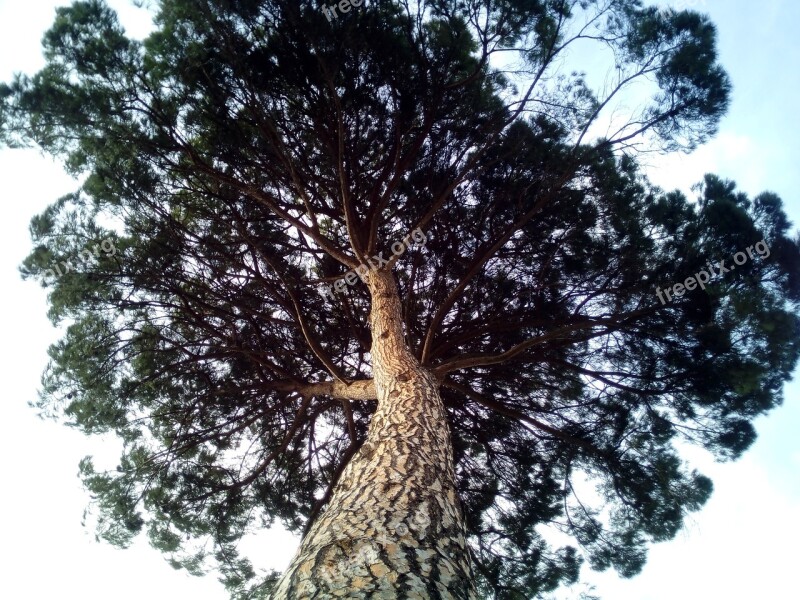 Stone Pine Pinus Pinea Cup Tree Forest