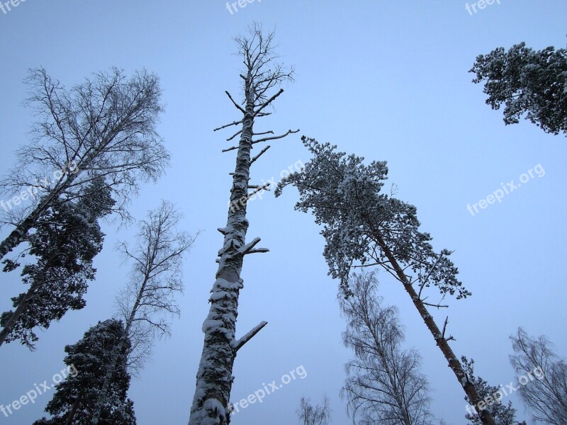 Wood Sky Blue Finnish Landscape