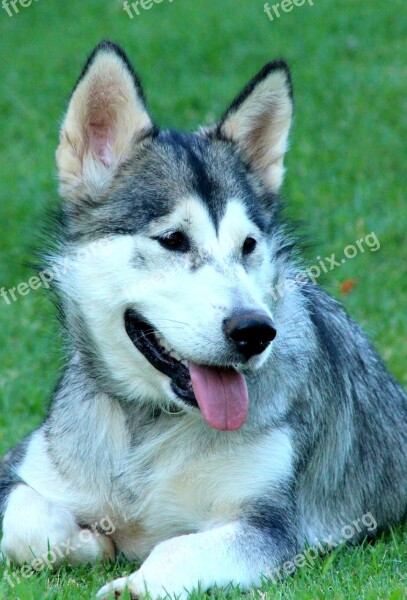 Dog Malamute Animal Pet Cute