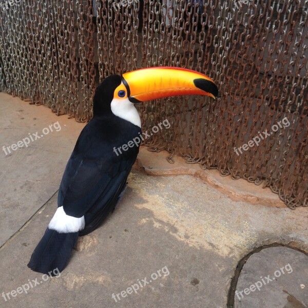 Tucano Nature Bird Zoo Free Photos