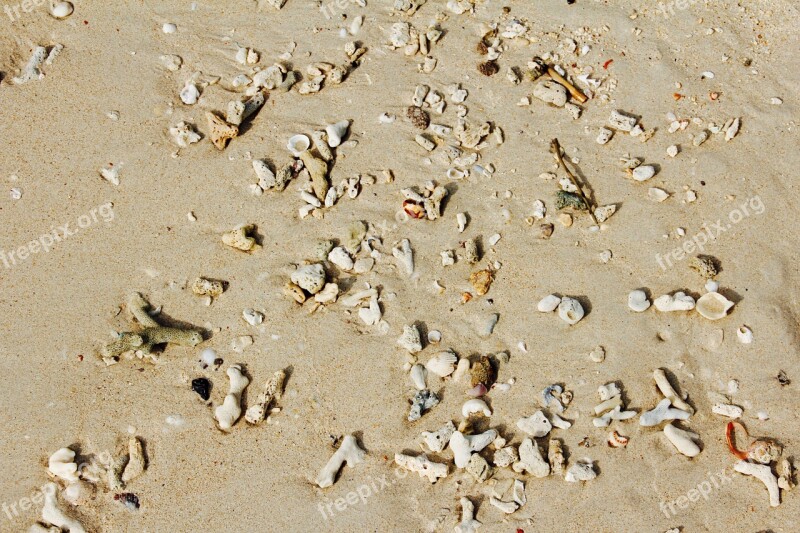 Beach Mussels Sea Pebble Stones