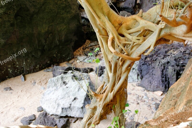 Root Tree Old Nature Log