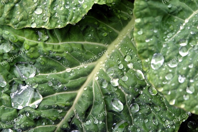 Kohl Vegetables Leaves Winter Vegetables Food