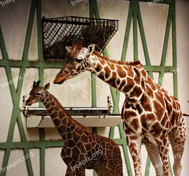 Giraffe Giraffe Young Baby Mother And Child Nature