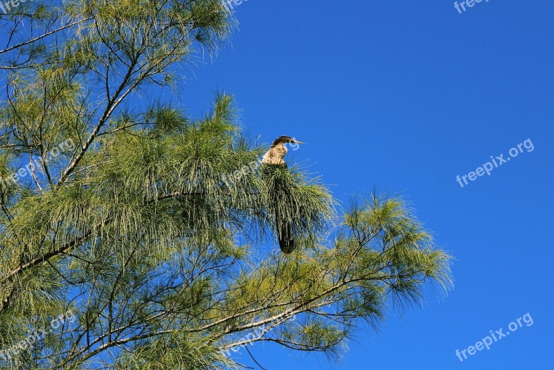 Bird Nature Wild Sunny Exotic Birds