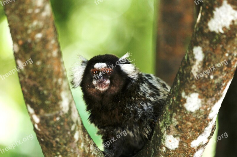 Marmoset White Tufts Wild On The Branch Primate Small