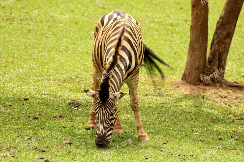 Zebra Animal Striped Wild Eating Grass